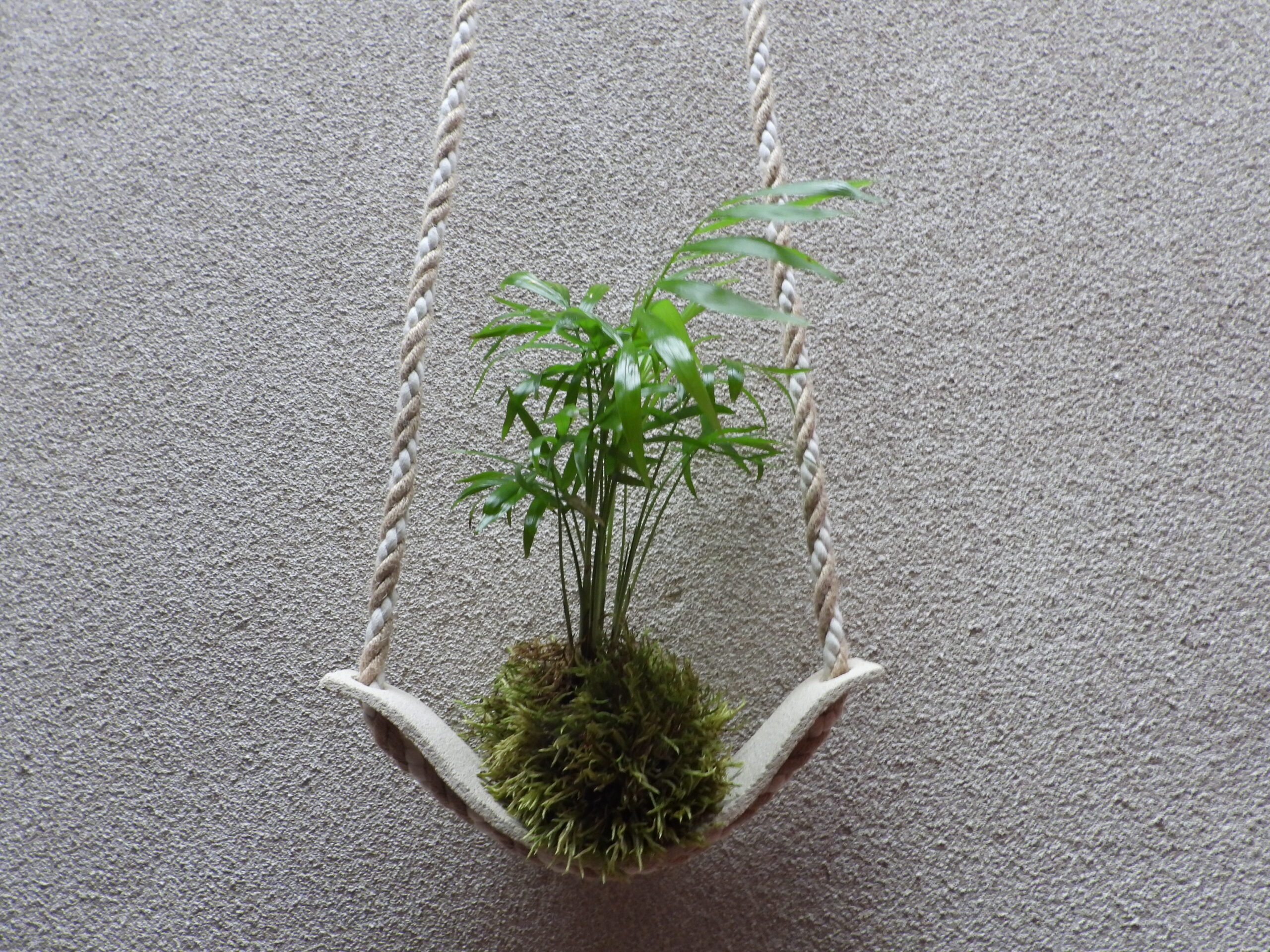 Kokedamas (2)