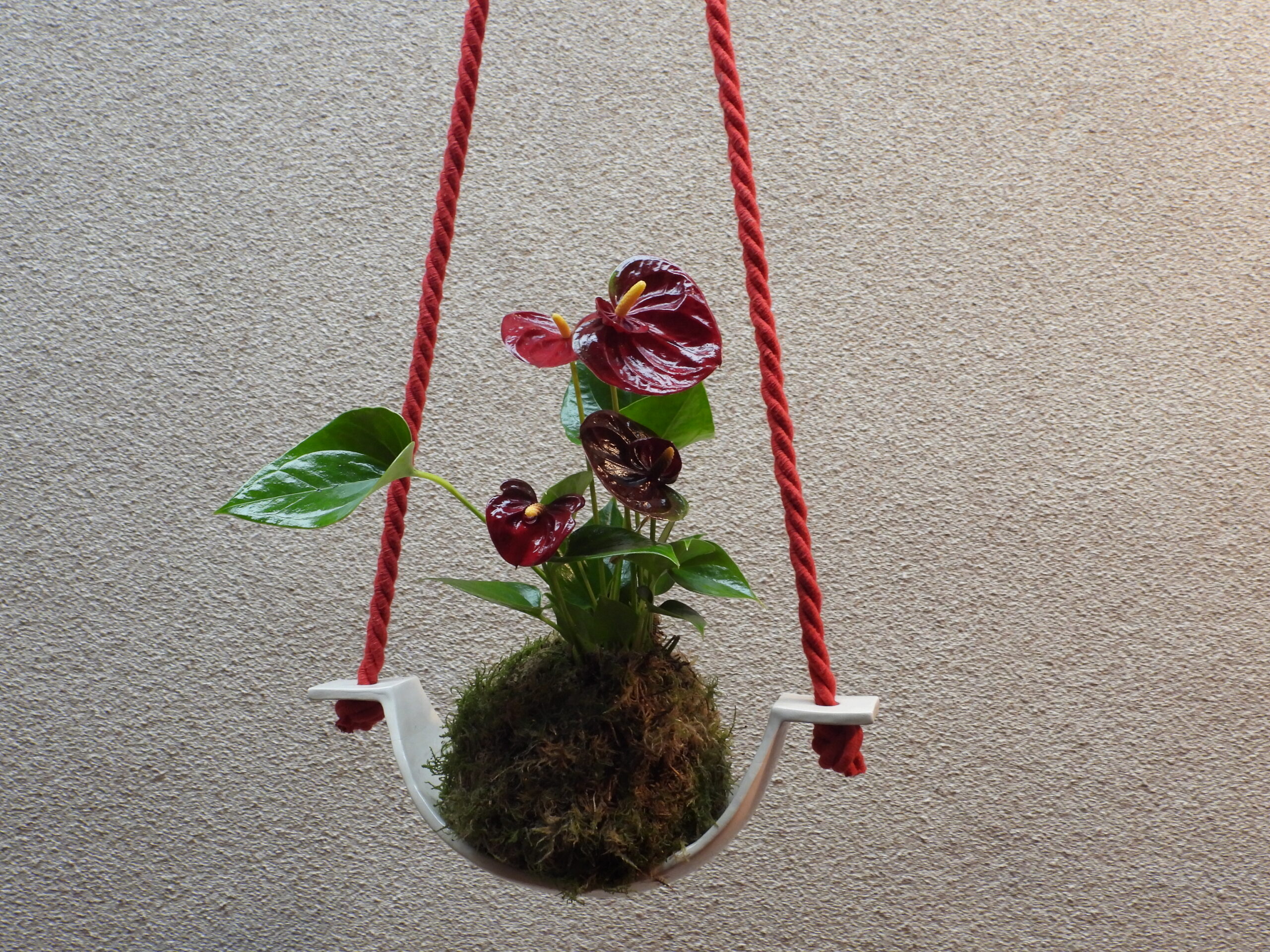 Kokedamas (3)